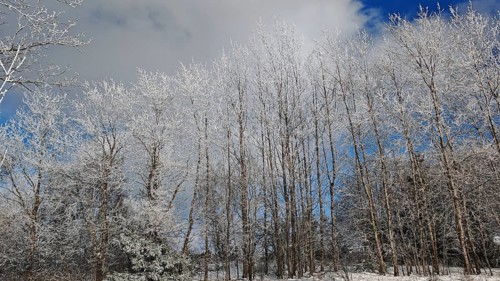 Wintery forest with hoarfrost on trees under a cloudy sky on a clear day, Frankenwald nature park