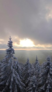 Winter landscape at sunset with snow-covered trees, spruces (picea) and a peaceful atmosphere,