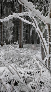 Snowy forest with icy branches, quiet winter atmosphere in nature, Fichtelgebirge
