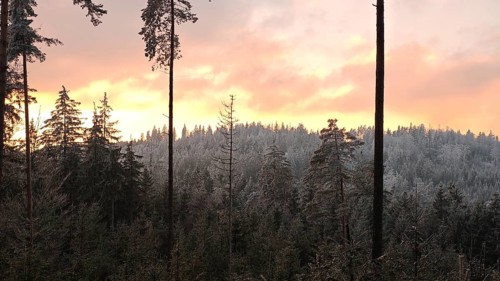 Snowy forest in winter sunset light illuminated by a warm sky, Fichtelgebirge