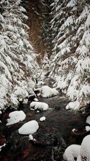 Snow-covered stream between trees in a wintery forest, captured in a quiet atmosphere,