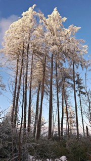 Snowy branches against a clear blue sky, cool winter atmosphere, Fichtelgebirge