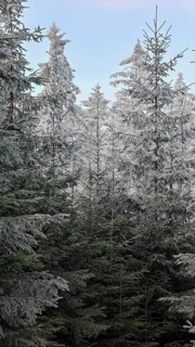 High snow-covered firs (abies), spruces (picea) reach upwards under a clear blue sky,