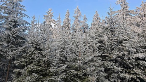 Snow-covered spruces (picea) glistening in the sun under a clear blue winter sky, Fichtelgebirge