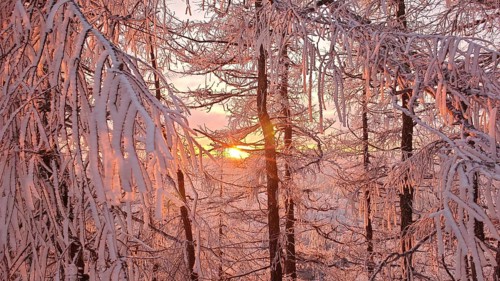 Snow-covered branches in the pink light of sunset that create a magical winter atmosphere,