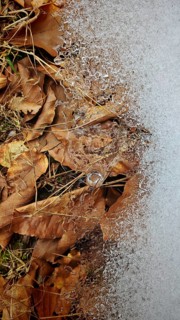 Frozen leaves with ice crystals showing fine winter textures, on the other side ice crystals,