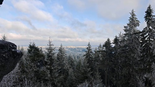 Snow-covered spruces (picea) and a wide view over the wintry landscape under a cloudy sky,