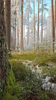Snow-covered forest with tall trees and moss on the ground, quiet and natural atmosphere, pine