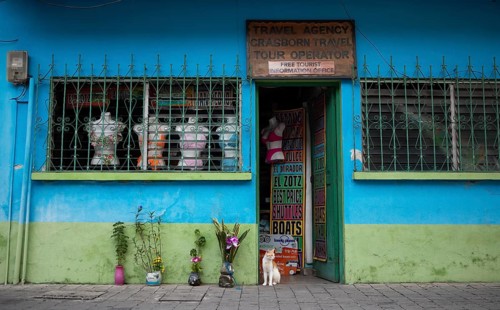 House cat on a colorful house facade in Flores, Petén Department, Guatemala