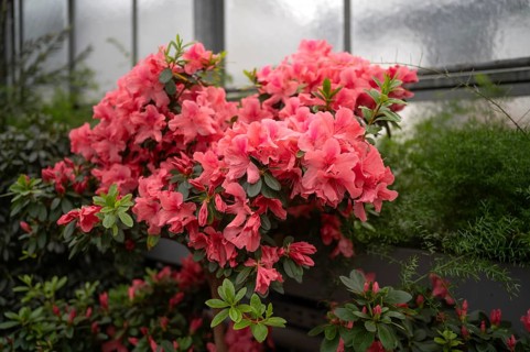 Indian azalea, (Rhododendron simsii), flowers, Stuttgart, Baden-Württemberg, Germany