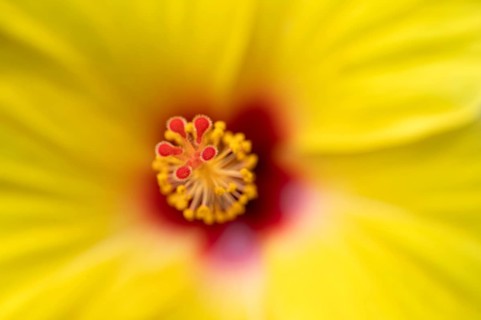 Close-up, detail, pistil, flower, yellow hibiscus (Hibiscus brackenridgei) iStuttgart,