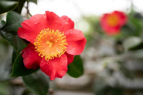 Flower of the Higo camellia, Japanese camellia, (Camellia japonica L.), Stuttgart,