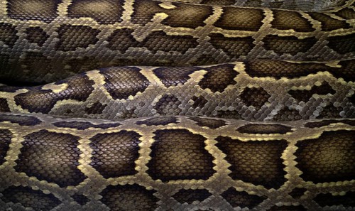 Close-up, close-up, pattern, pattern, snakeskin, Burmese Python (Python molurus bivittatus),