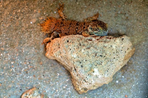 Beavertail dragon (Xenagama taylori), captive, Stuttgart, Baden-Württemberg, Germany
