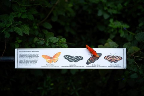 Passionflower butterfly (Heliconiinae) sits on legend for passionflower butterfly, butterfly,