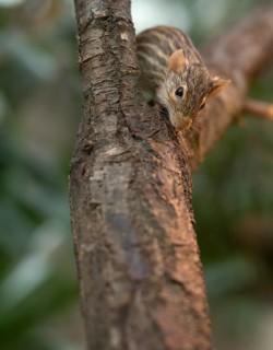 Barred grass vole (Lemniscomys barbarus), often also known as Barbary grass vole, captive, on a