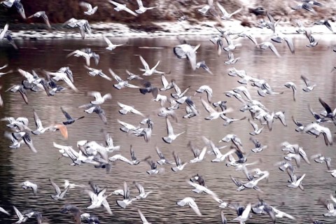 Pigeons in winter, Germany