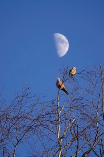 Pigeons in winter, sky with moon, Germany