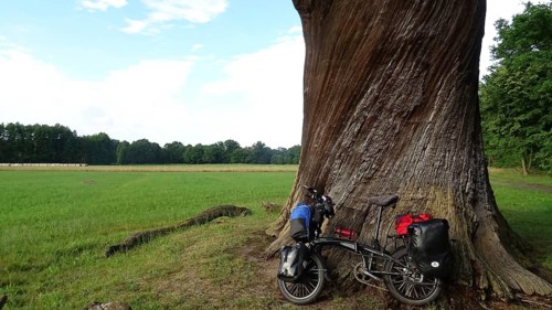 An impressively large oak (quercus), florentine oak, with a bicycle at its base, Spreewald