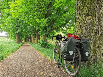 Bicycle parked on a tree-lined path in a green avenue, Bohemia, Czech Republic
