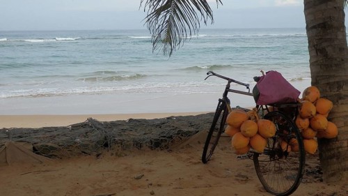 Bicycle with coconuts on a beach in front of the sea, shaded by a palm leaf, relaxed ambiance, Sri