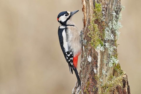 Great spotted woodpecker (Dendrocopos major), male, foraging on a tree stump overgrown with moss