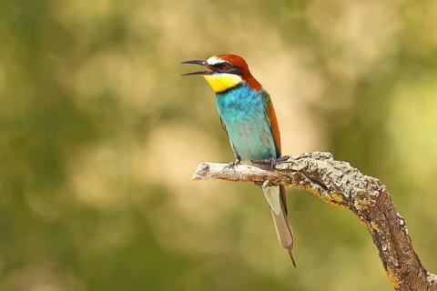 European bee-eater (Merops apiaster) sitting on a branch covered with green lichen, Lake Neusiedl,