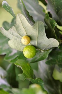 Common oak gall wasp (Cynips quercusfolii) on a leaf of an English oak, Wilnsdorf, North