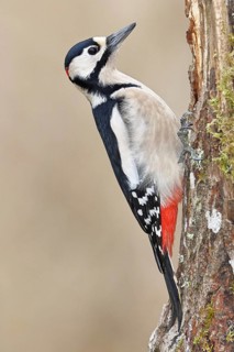 Great spotted woodpecker (Dendrocopos major), male, foraging on a tree stump overgrown with moss