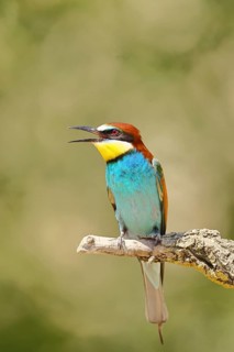 European bee-eater (Merops apiaster) sitting on a branch covered with green lichen, Lake Neusiedl,