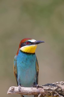 European bee-eater (Merops apiaster) sitting on a branch covered with green lichen, animal