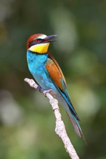 European bee-eater (Merops apiaster) sitting on a branch, Lake Neusiedl, Burgenland, Austria