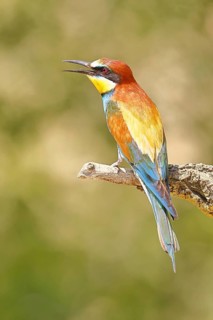 European bee-eater (Merops apiaster) sitting on a branch covered with green lichen, dorsal view,