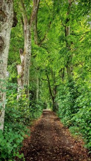 A shady forest trail leads through a peaceful, densely vegetated forest, Franconian Switzerland