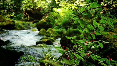 Branch with red berries and leaves on the banks of a flowing river in the forest, Saxony
