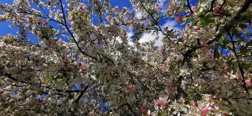A Japanese wild apple (malus floribunda) full of bright flowers and leaves against the blue sky of