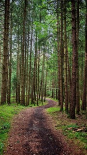 A meandering trail runs through a quiet forest with tall trees, Franconian Switzerland