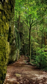 Forest trail lined with rocks, surrounded by thick, quiet greenery and tall trees, Franconian