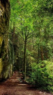 A peaceful forest trail surrounded by tall trees and moss-covered rocks, in soft shade, Franconian