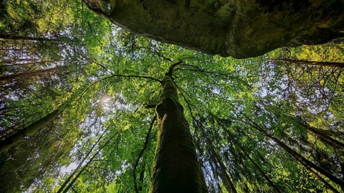 Looking up at a majestic tree with bright green leaves and sunbeams in the background, Franconian