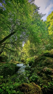 A thick forest with lush greenery and a stream that winds through mossy rocks, Saxony