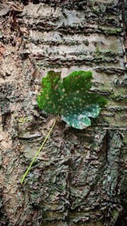 Close-up of a single leaf hanging from textured tree bark, Saxony