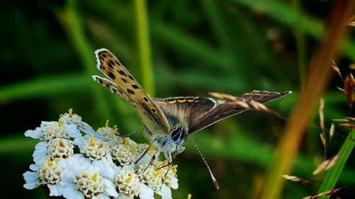 Close-up, Sooty Copper butterfly (lycaena tityrus) on white flowers against a green background,