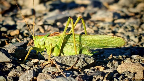 Close-up of a grasshopper Great green bush cricket (tettigonia viridissima) on stony ground in