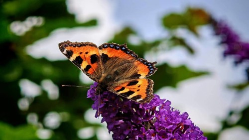Close-up, Small tortoiseshell (aglais urticae) butterfly on a purple flower in sunlight, Franconian