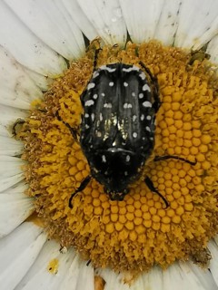 A black and white Tau rose beetle (Oxythyrea funesta) sitting on a yellow flower in detail,