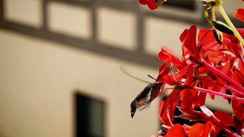 Close-up of dove tail (macroglossum stellatarum) butterfly hovering next to a red flower near a