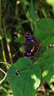 A colourful butterfly Lesser purple emperor (apatura ilia) with a unique pattern sits on a green