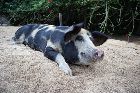 A black and white coloured Bentheim black pied (sus scrofa domesticus) lies relaxed on sandy ground