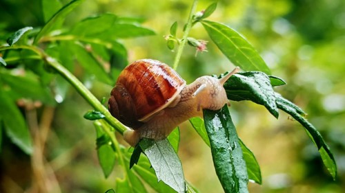 Close-up, vineyard snail (Helix pomatia) crawling on a green leaf in a humid natural environment,